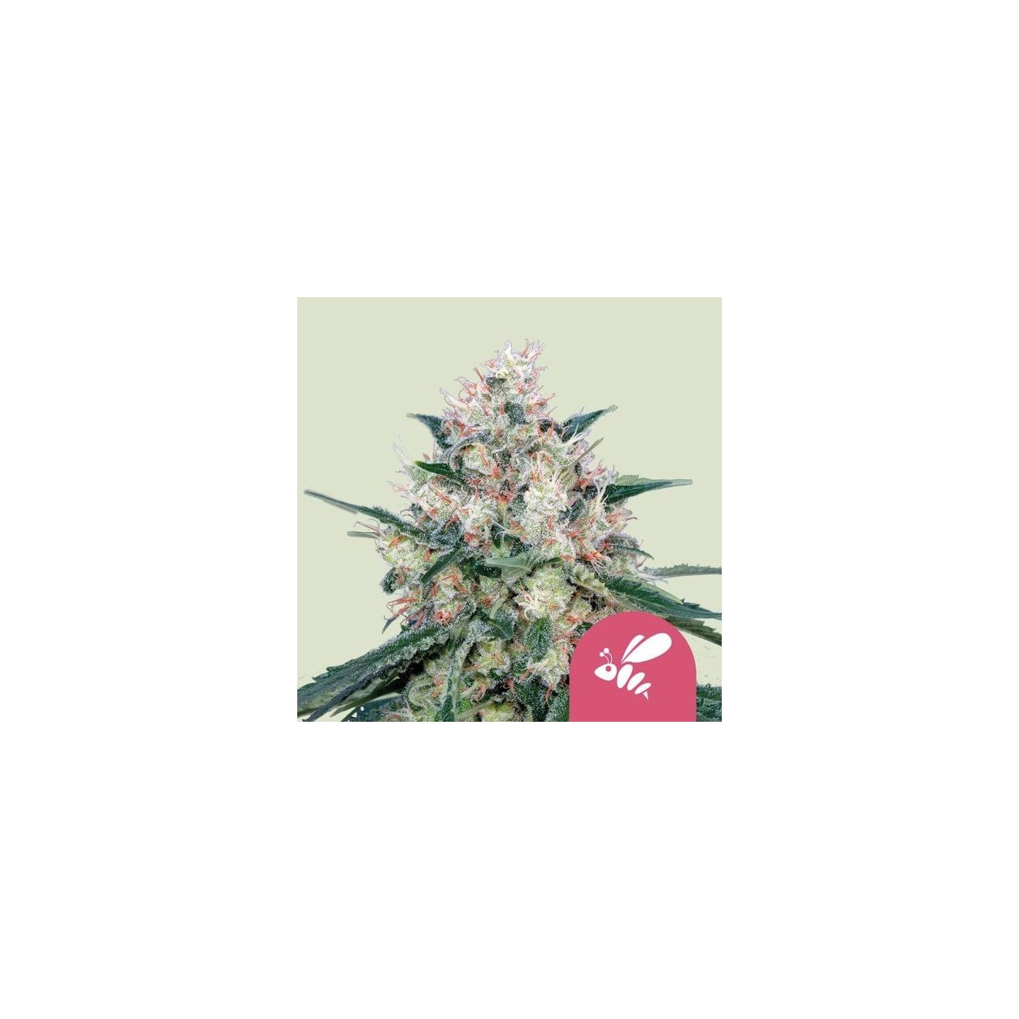 ▷ Comprar Honey Cream Fast Version Feminizada de Royal Queen -