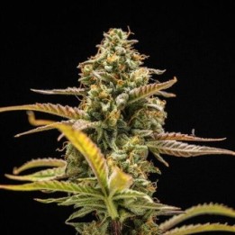 Hyperion F1 Auto