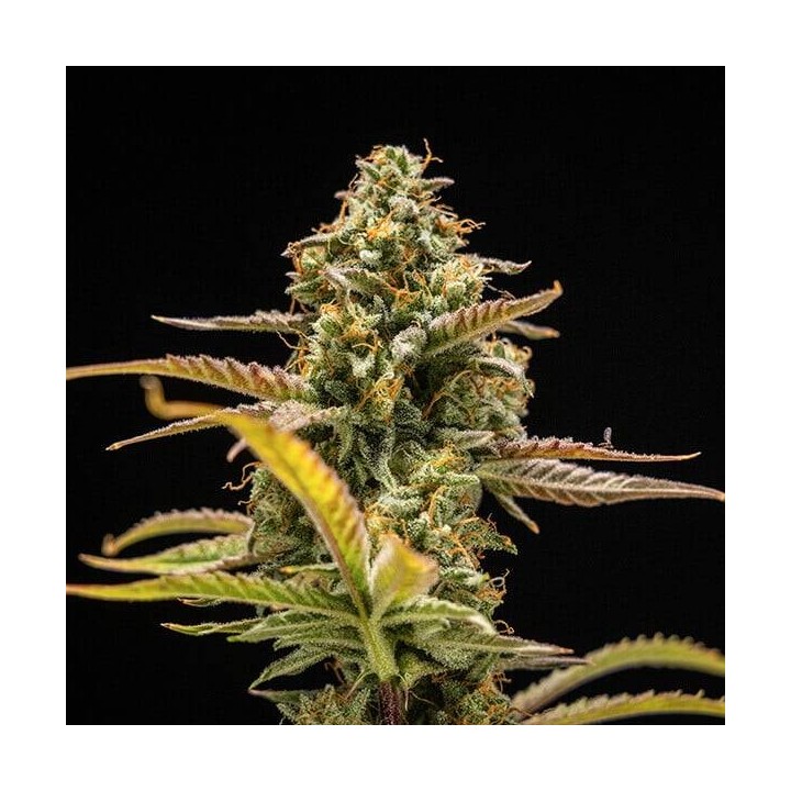 Hyperion F1 Auto