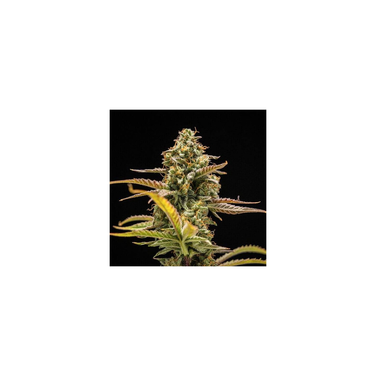 Hyperion F1 Auto