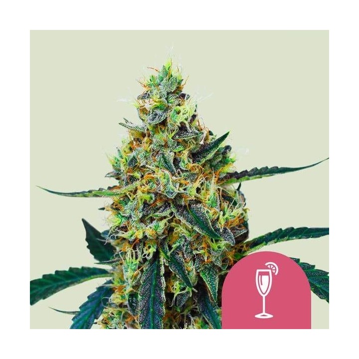 Mimosa