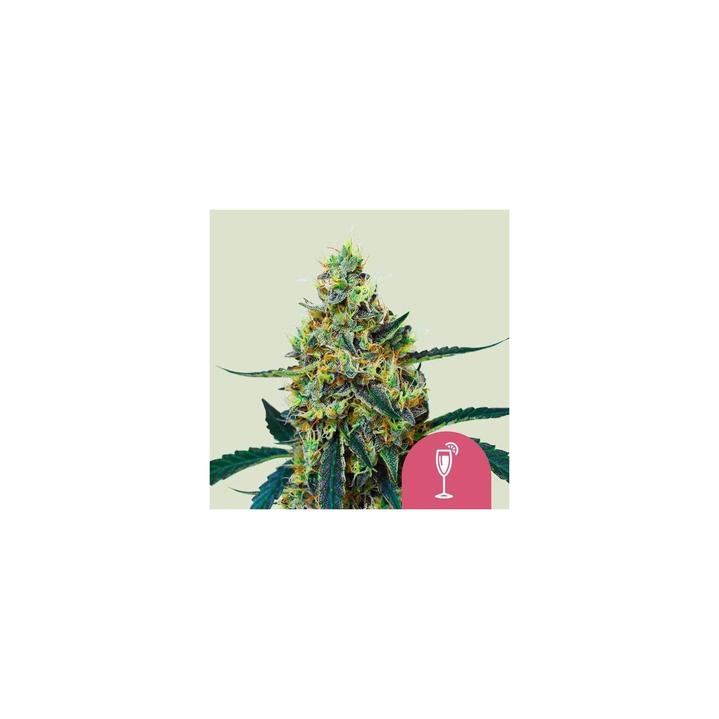 Mimosa