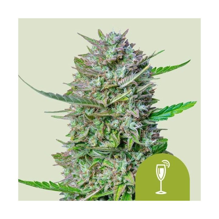 Mimosa Auto