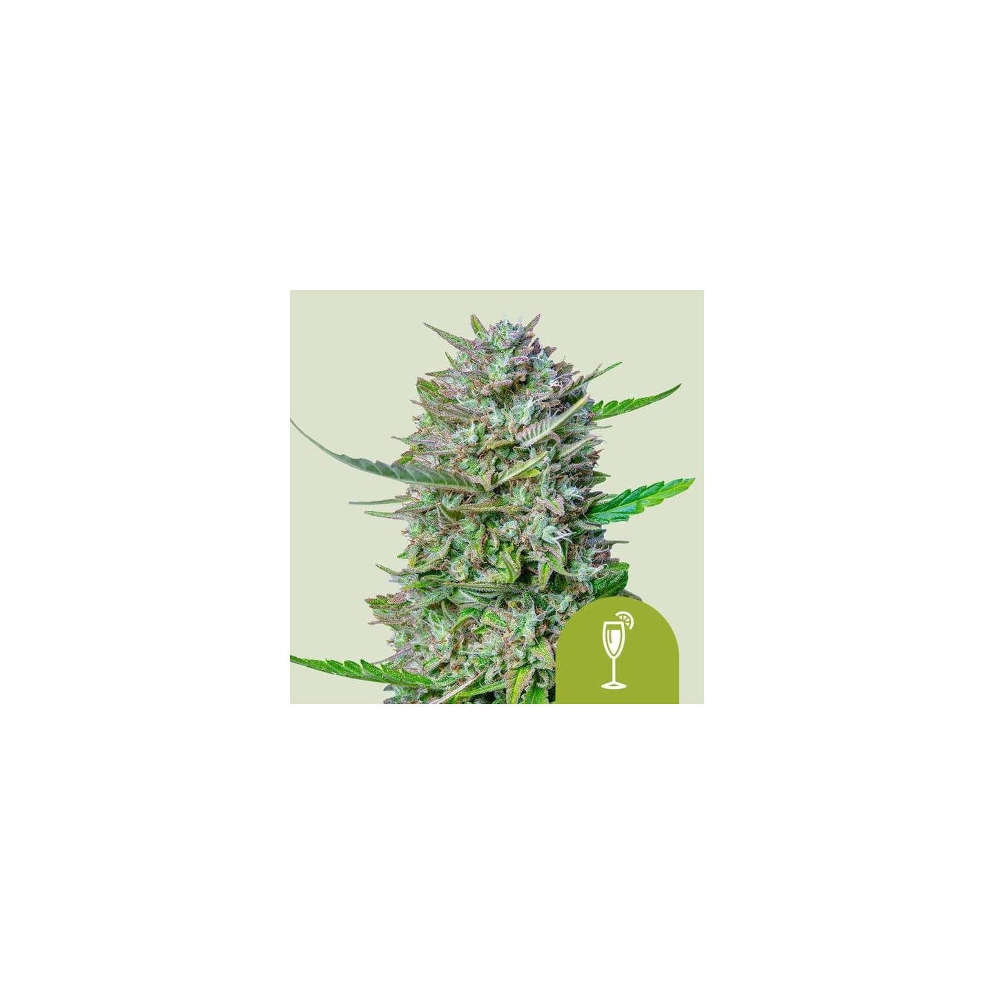 Mimosa Auto