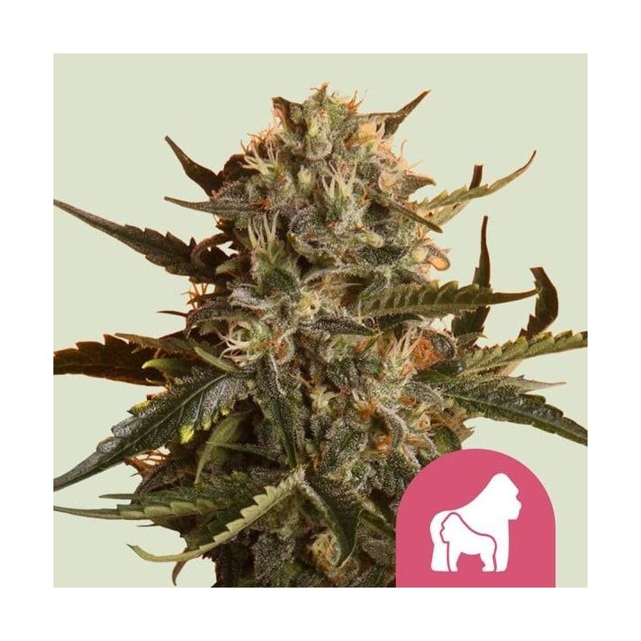 Mother Gorilla