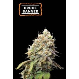 Bruce Banner