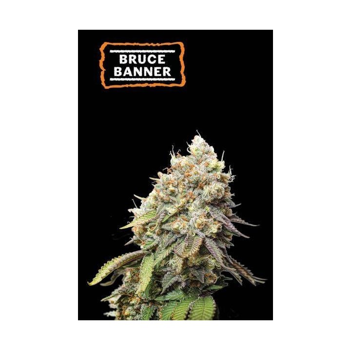 Bruce Banner