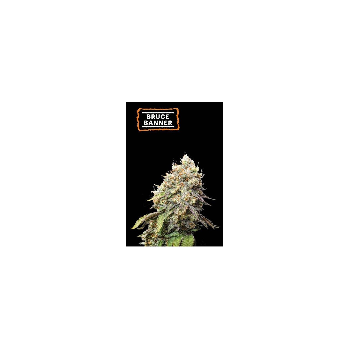 Bruce Banner