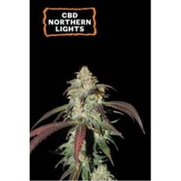 CBD Northern Light Fem | Seed Stockers