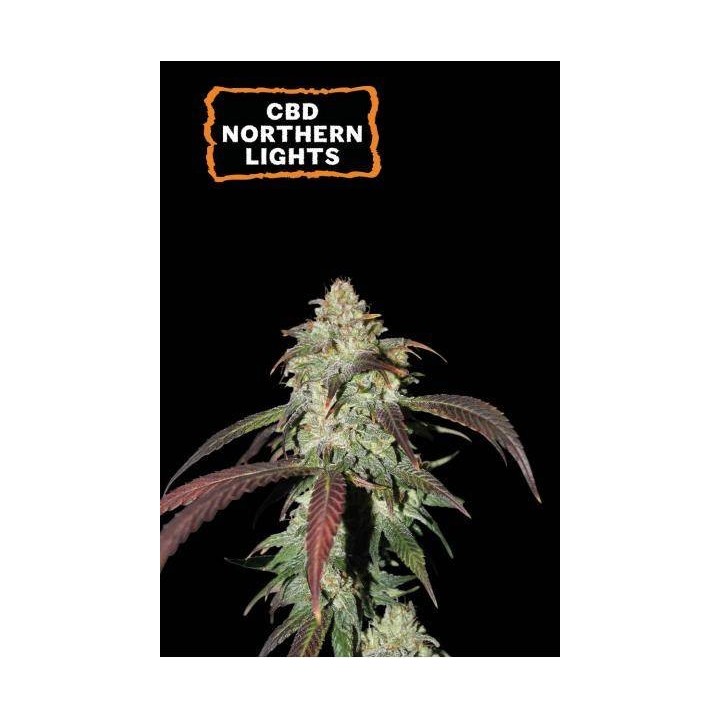 CBD Northern Light Fem | Seed Stockers