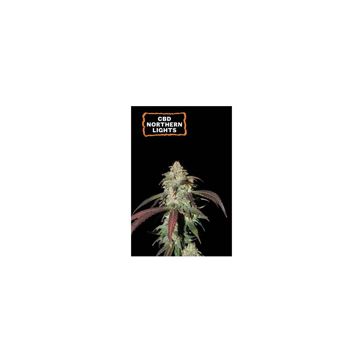 CBD Northern Light Fem | Seed Stockers