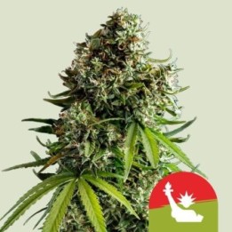 NYC Sour Auto