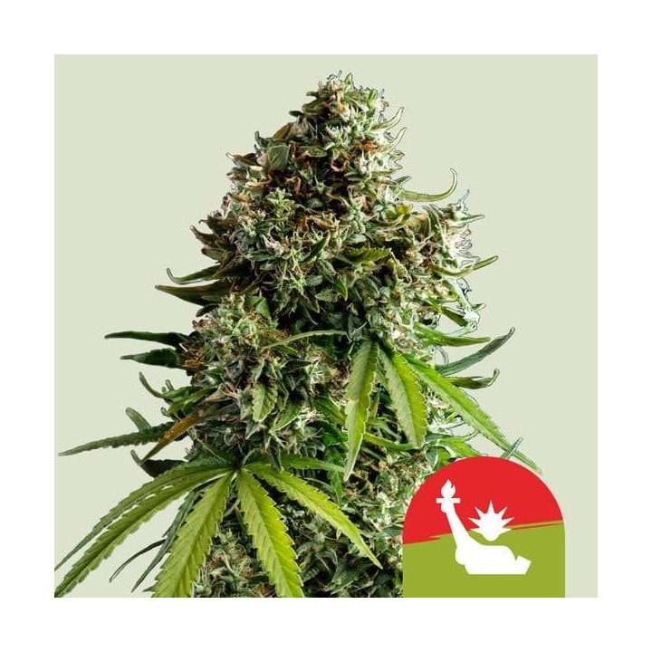 NYC Sour Auto