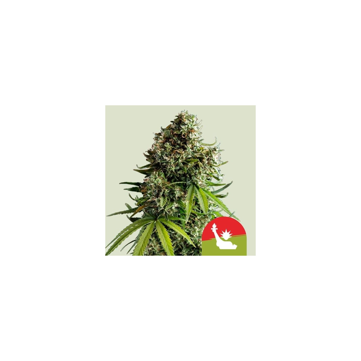 NYC Sour Auto