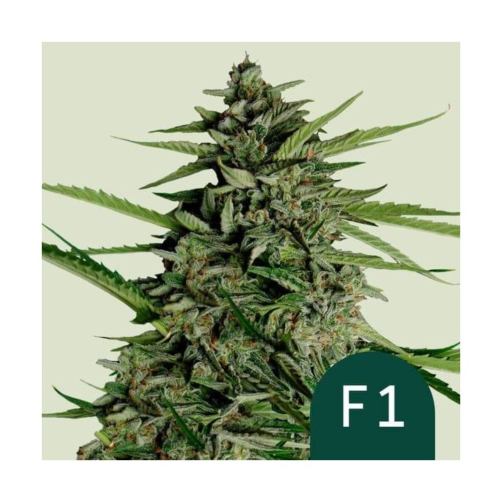 Orion F1 Auto