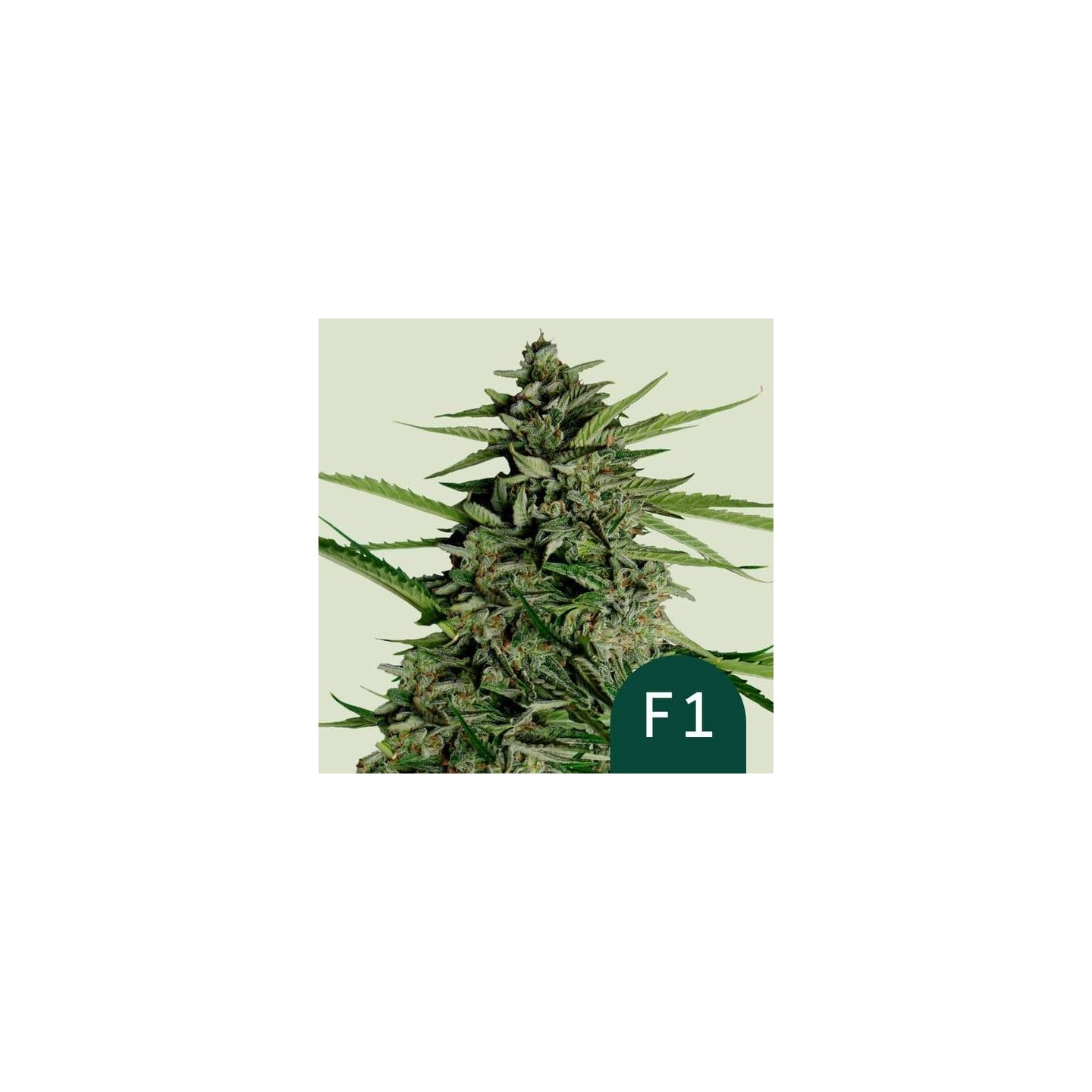 Orion F1 Auto