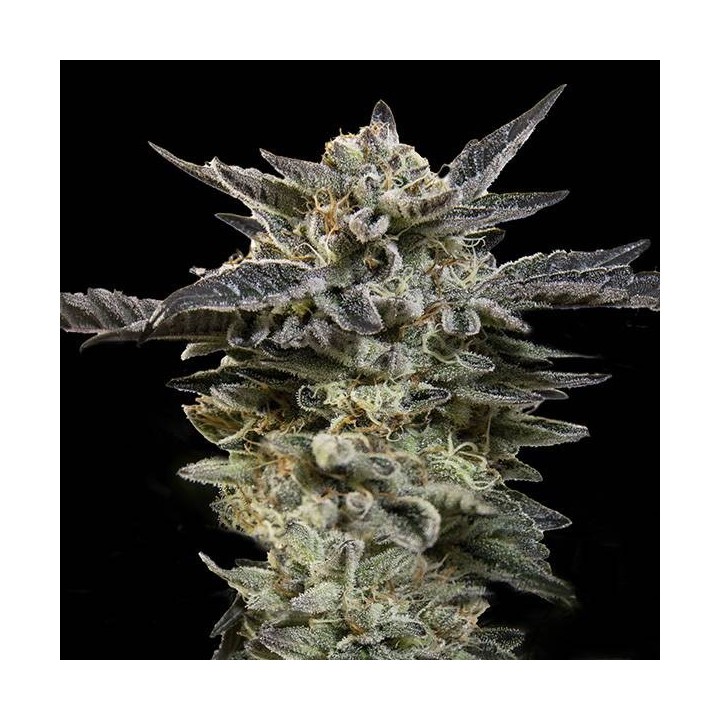 Auto Oreoz
