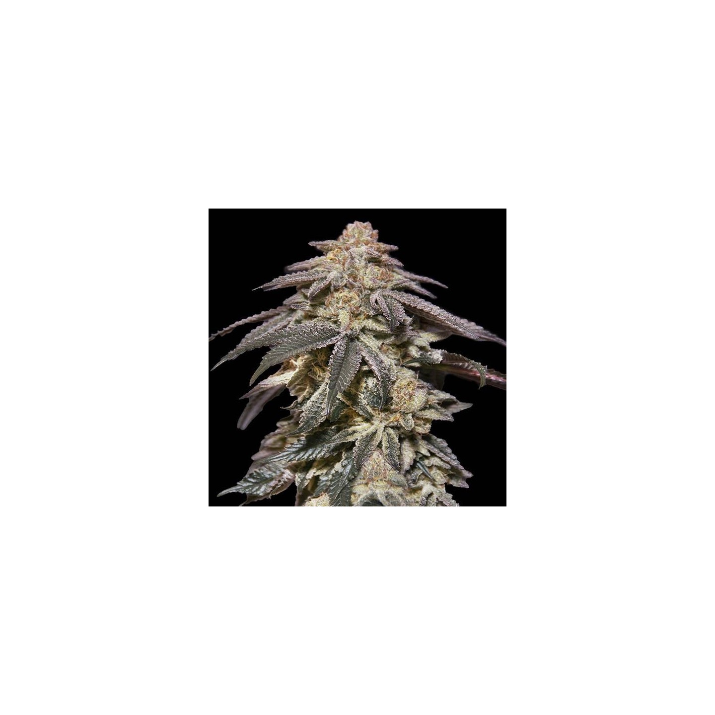 Auto Apple Bananas-00 Seeds