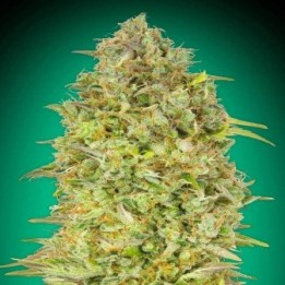 Skunk 47
