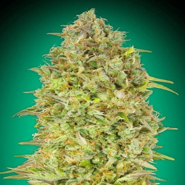 Skunk 47