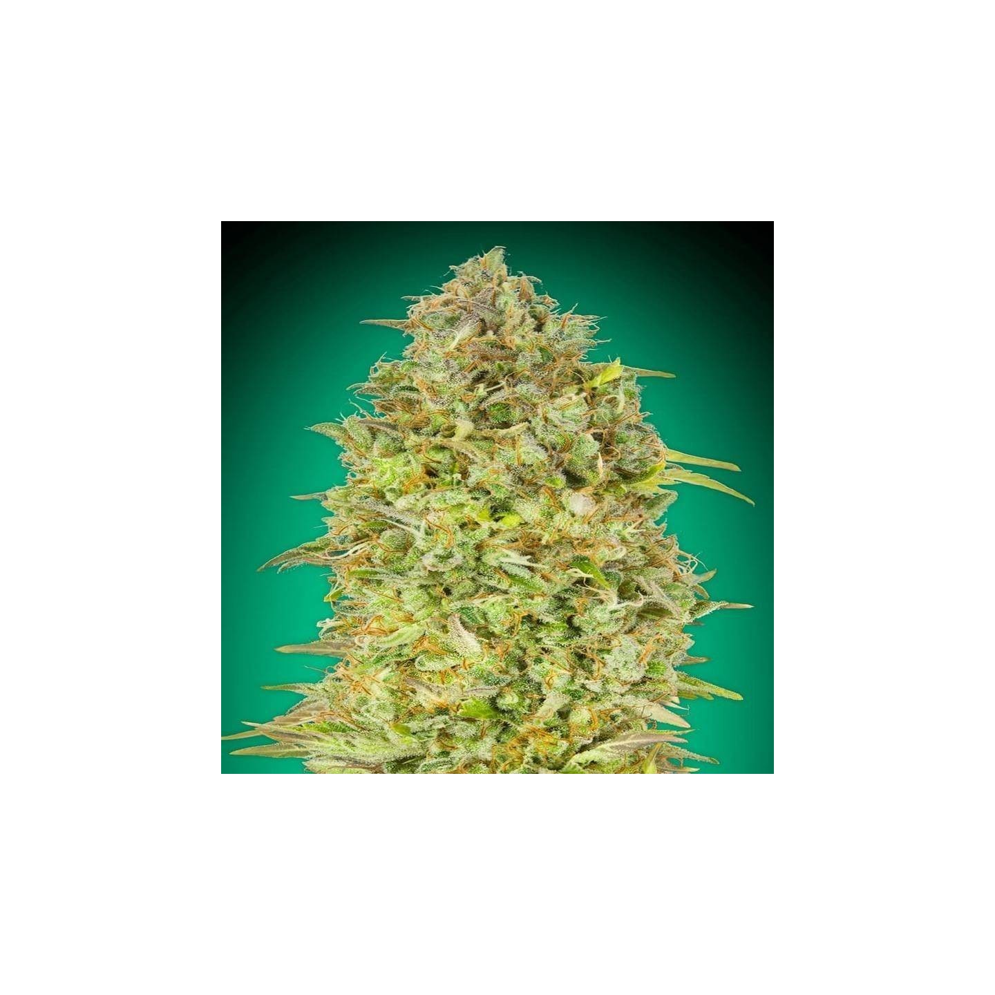 Skunk 47