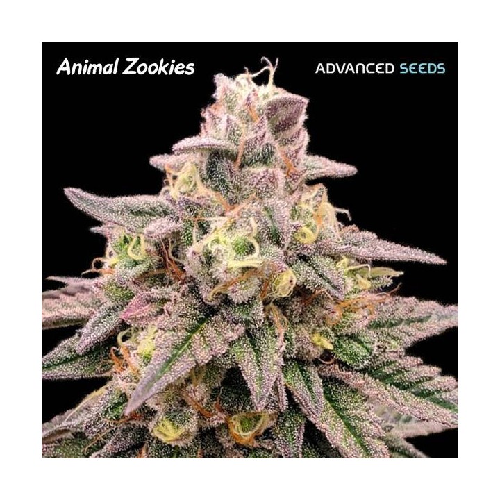 Animal Zookies