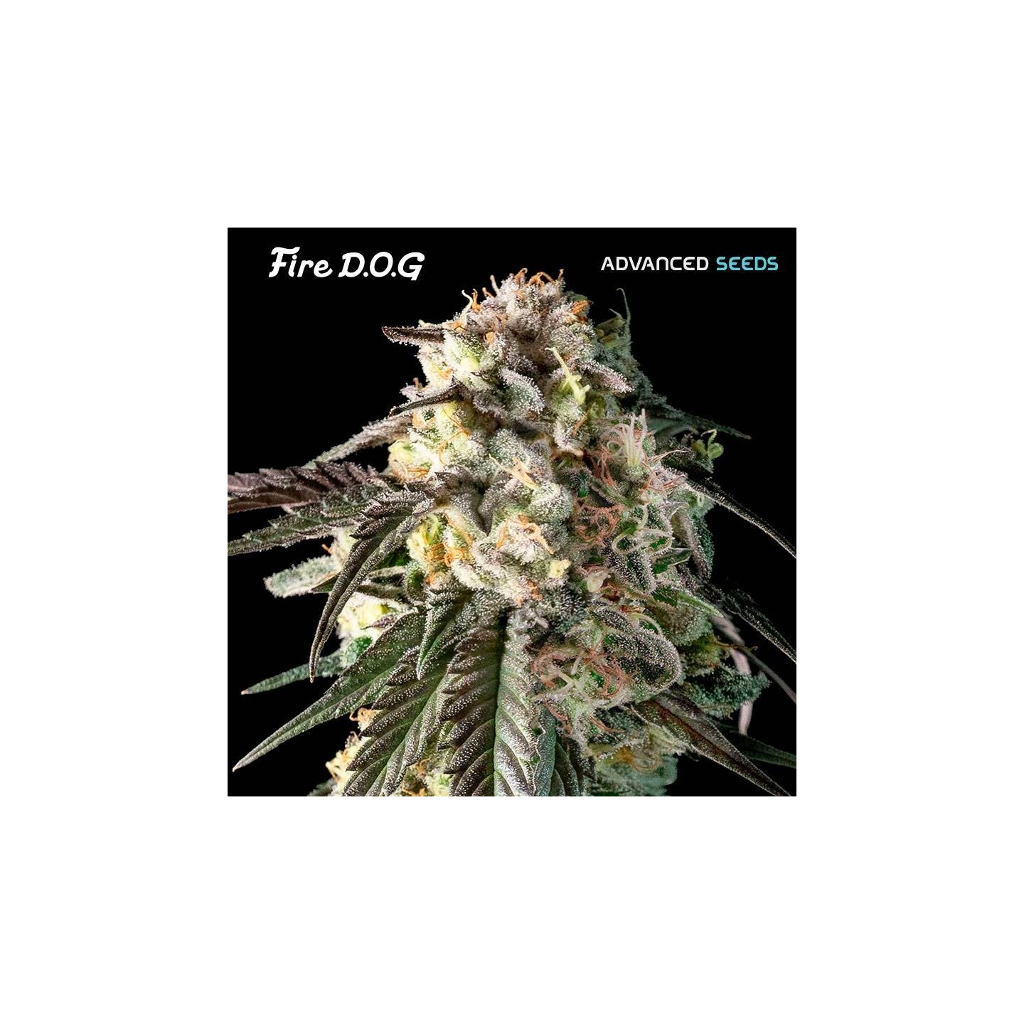 Fire Dog