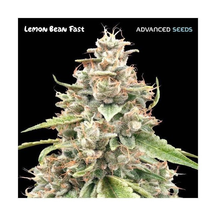 Lemon Bean Fast