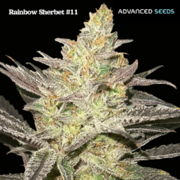Rainbow Sherbet 11