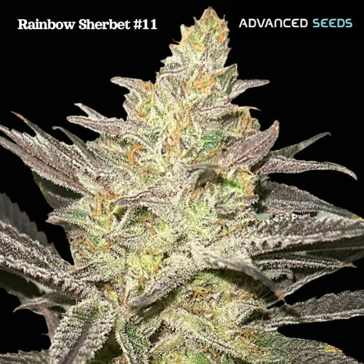 Rainbow Sherbet 11