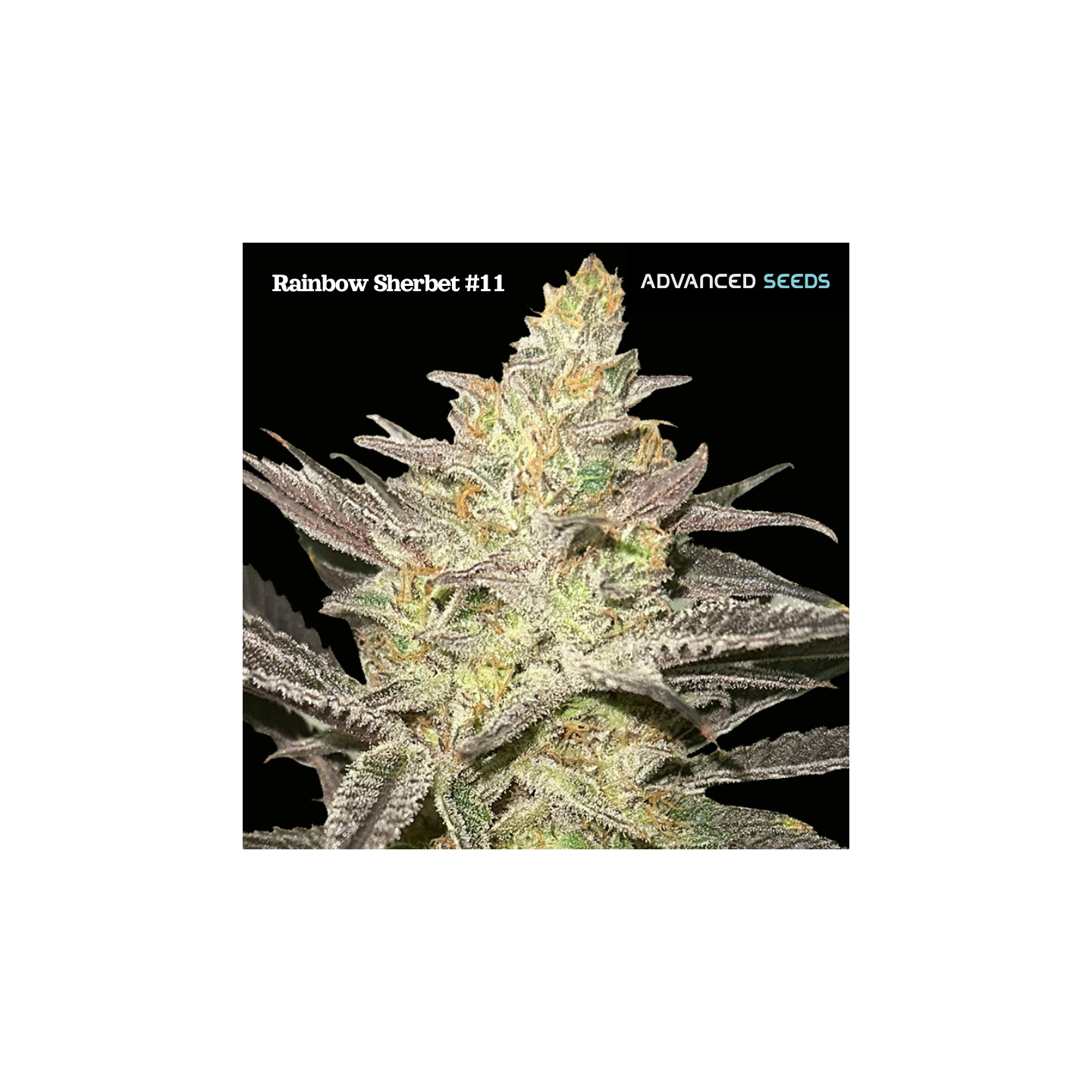 Rainbow Sherbet 11