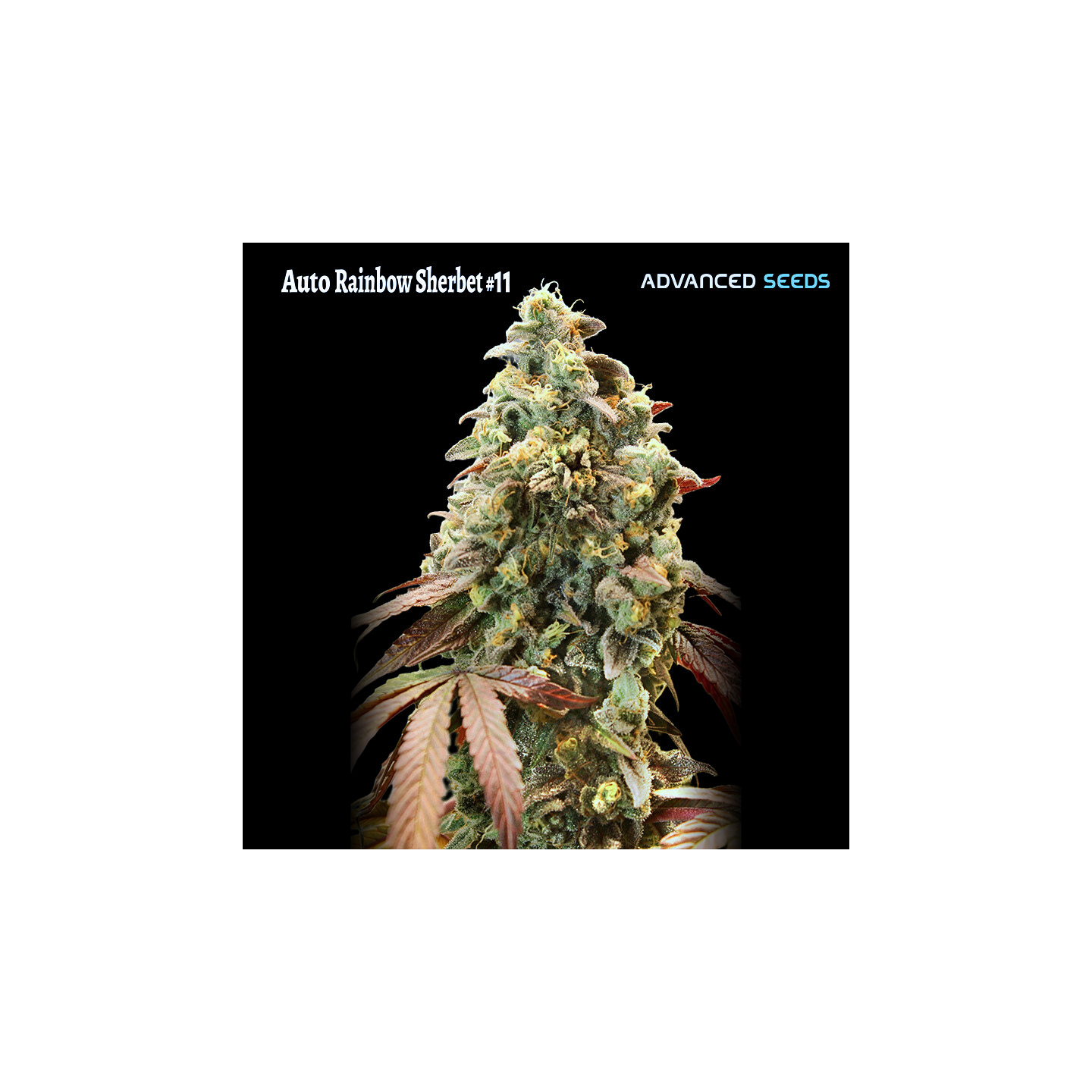 Auto Rainbow Sherbet 11