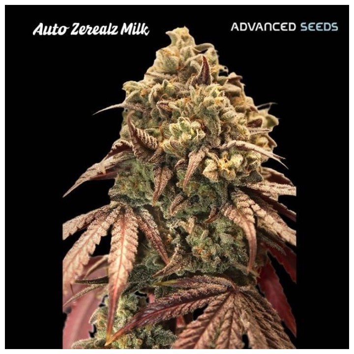 Auto Zerealz Milk
