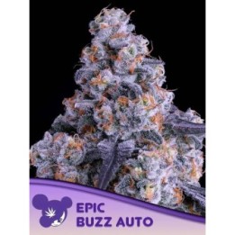 Epic Buzz Auto