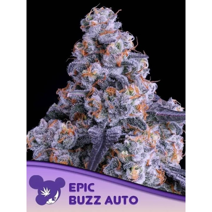 Epic Buzz Auto
