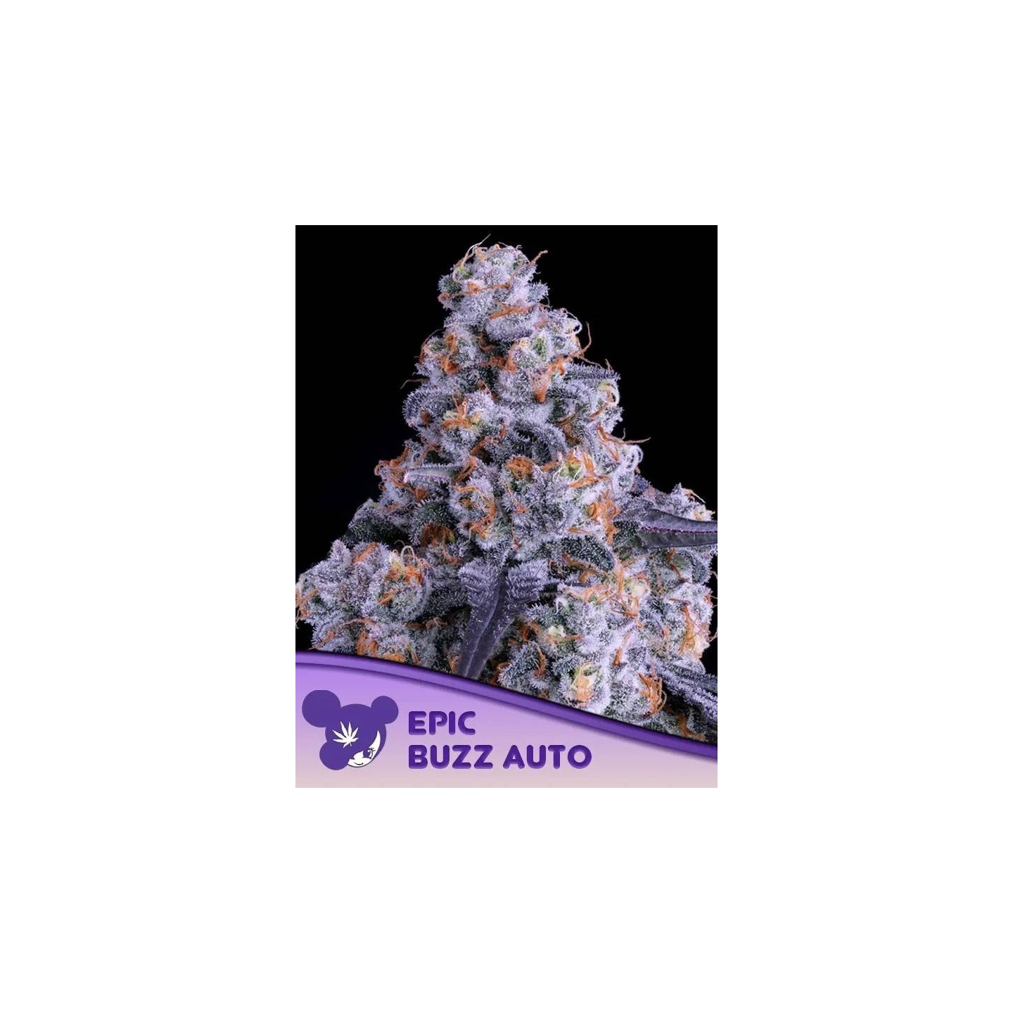 Epic Buzz Auto