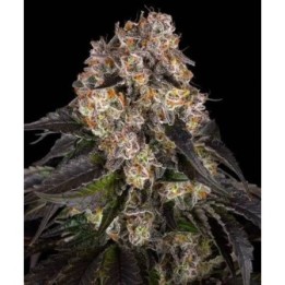 Girl Scout Cookies - Barneys Farm