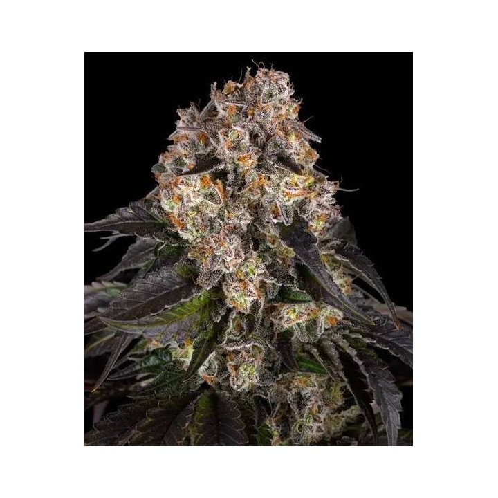 Girl Scout Cookies - Barneys Farm