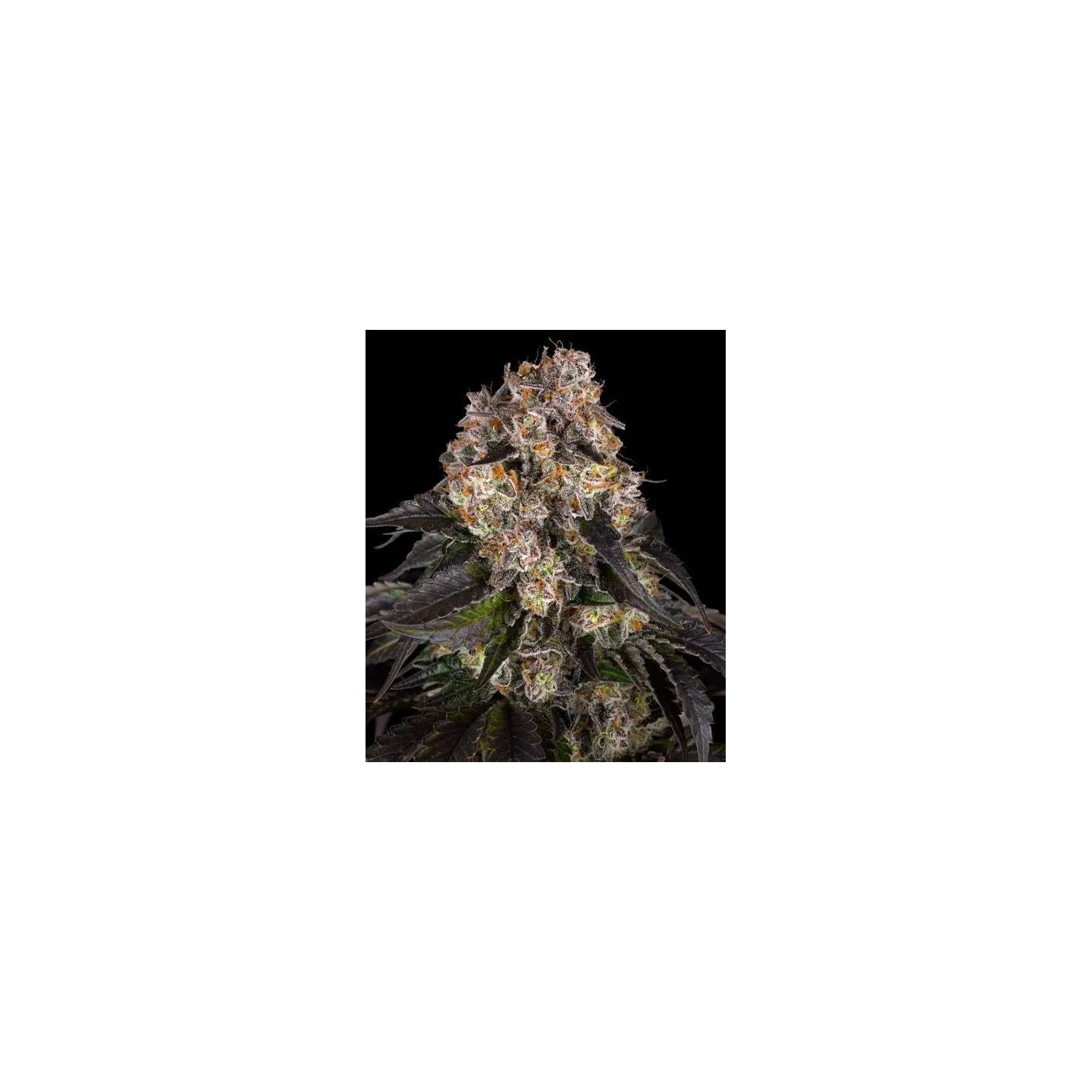 Girl Scout Cookies - Barneys Farm
