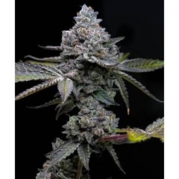 Apple Fritter