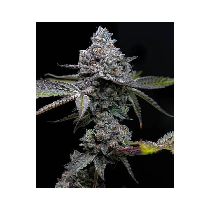 Apple Fritter