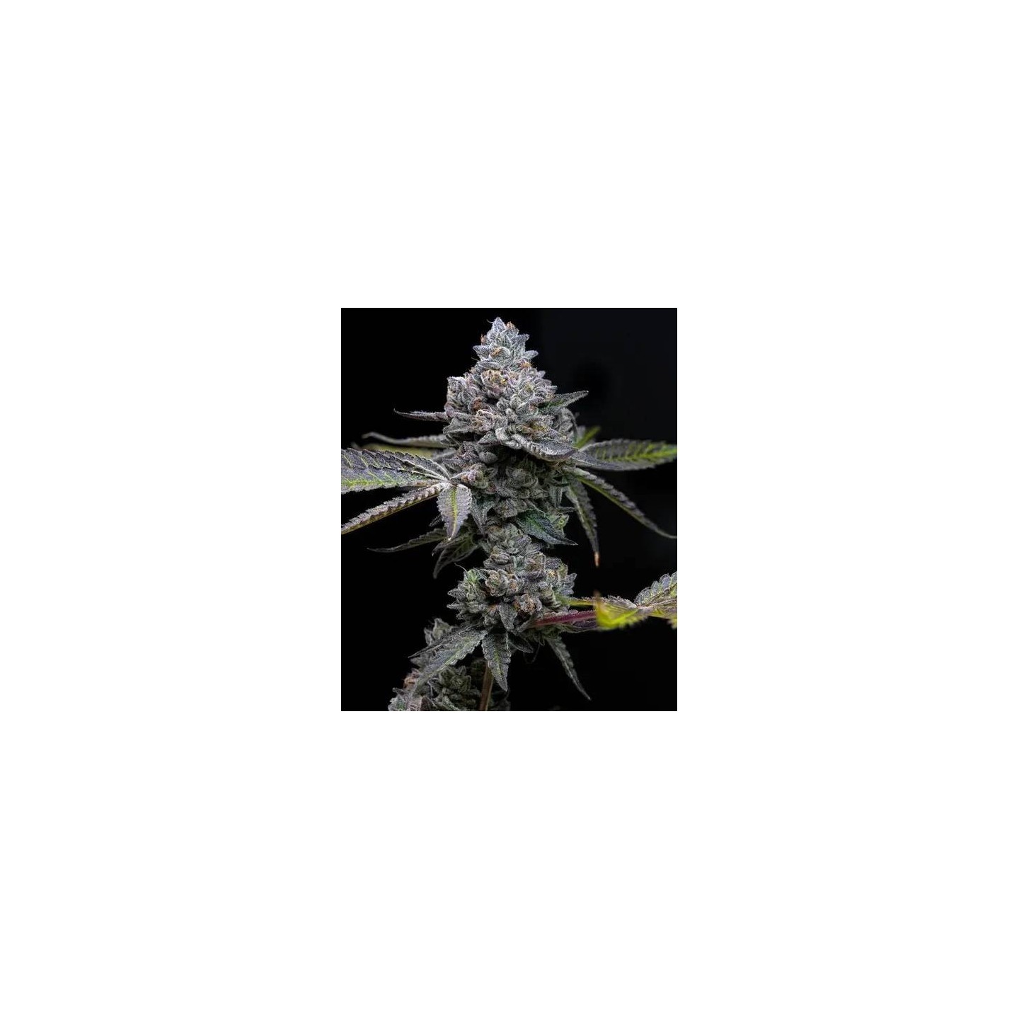 Apple Fritter