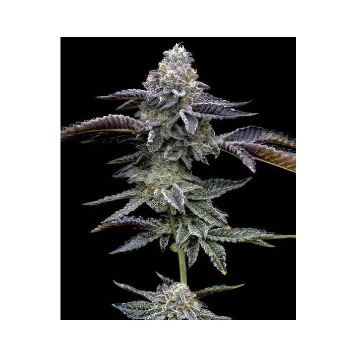 Blue Dream Barneys Farm