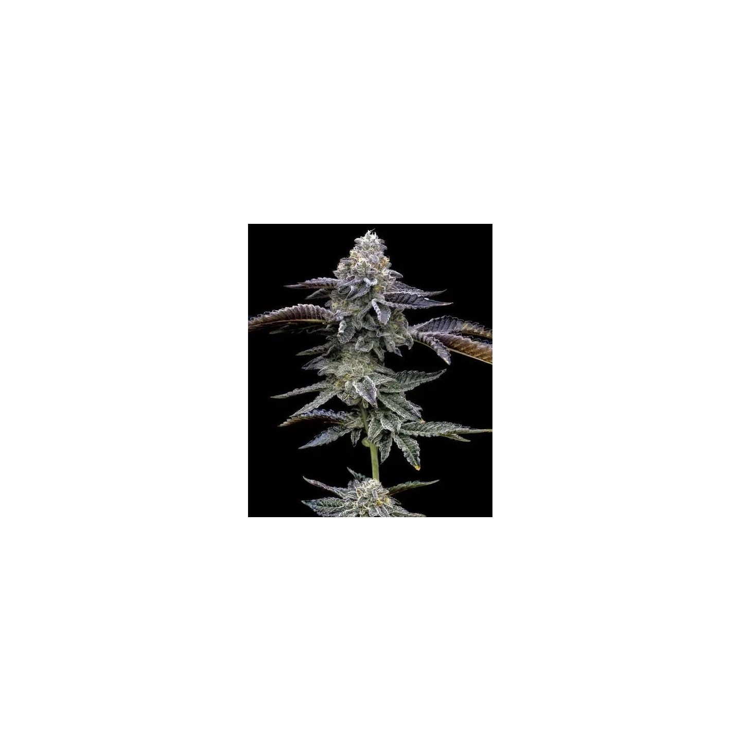 Blue Dream Barneys Farm