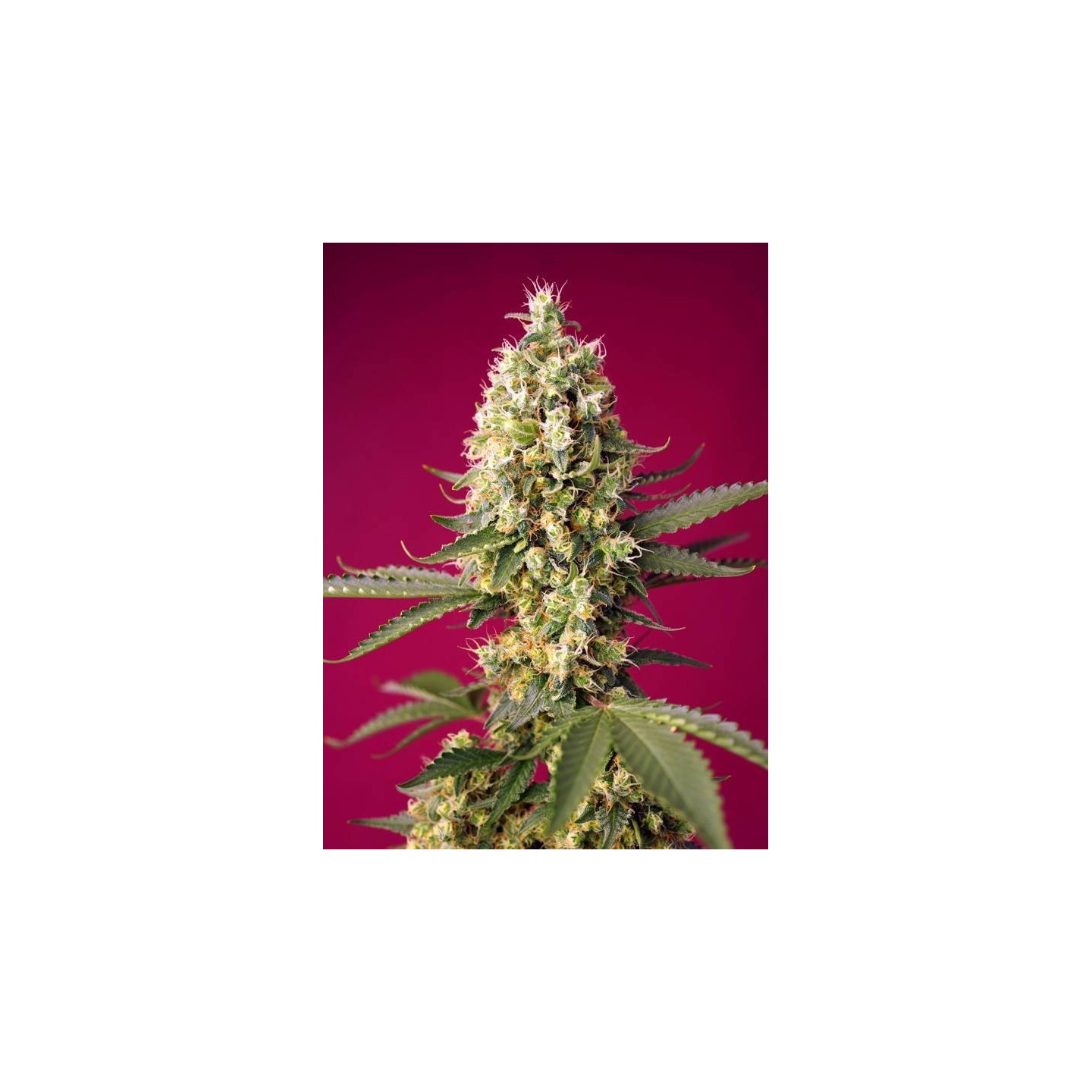 Skywalker OG Runtz XL Auto