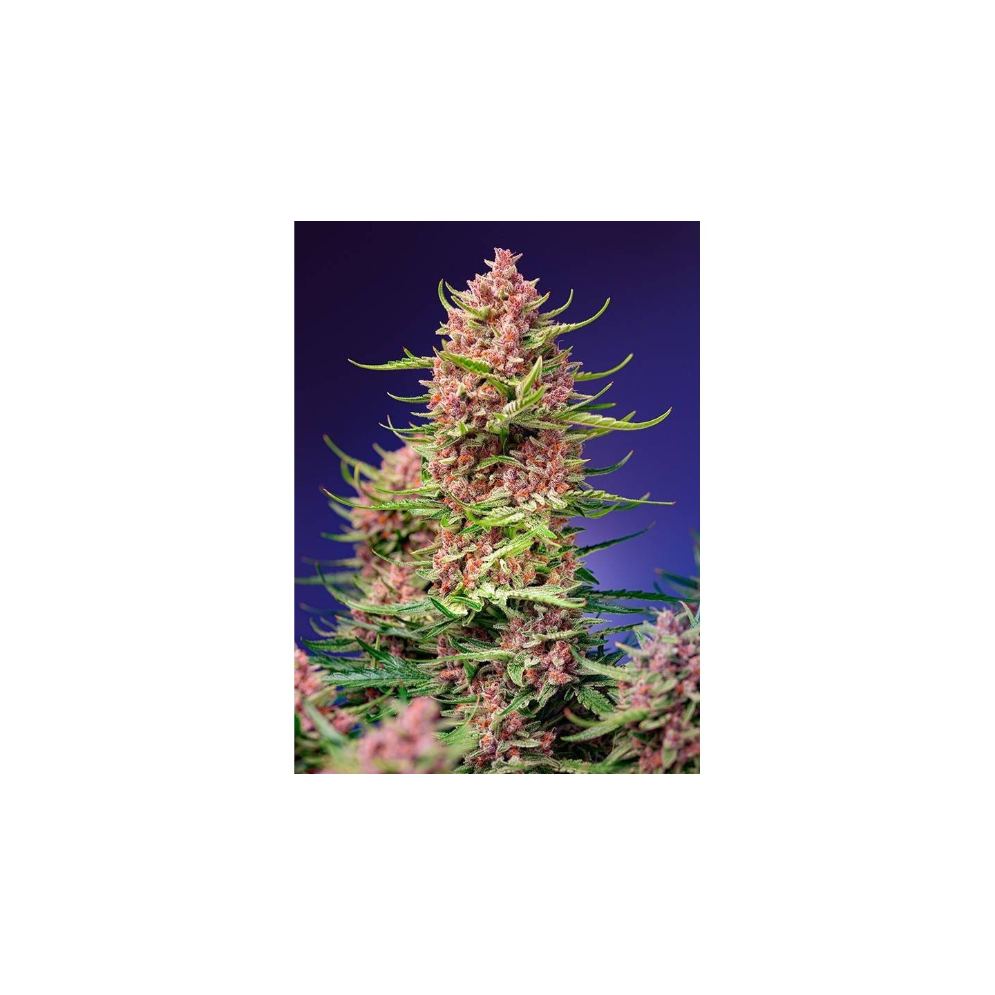 Strawberry Cola Sherbet F1 Fast Version