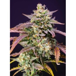 Purple Punch OG