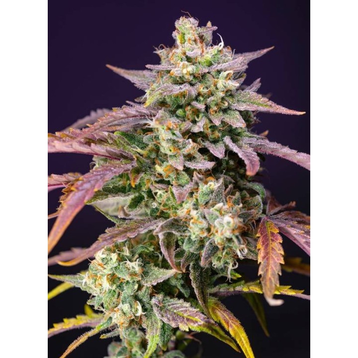 Purple Punch OG