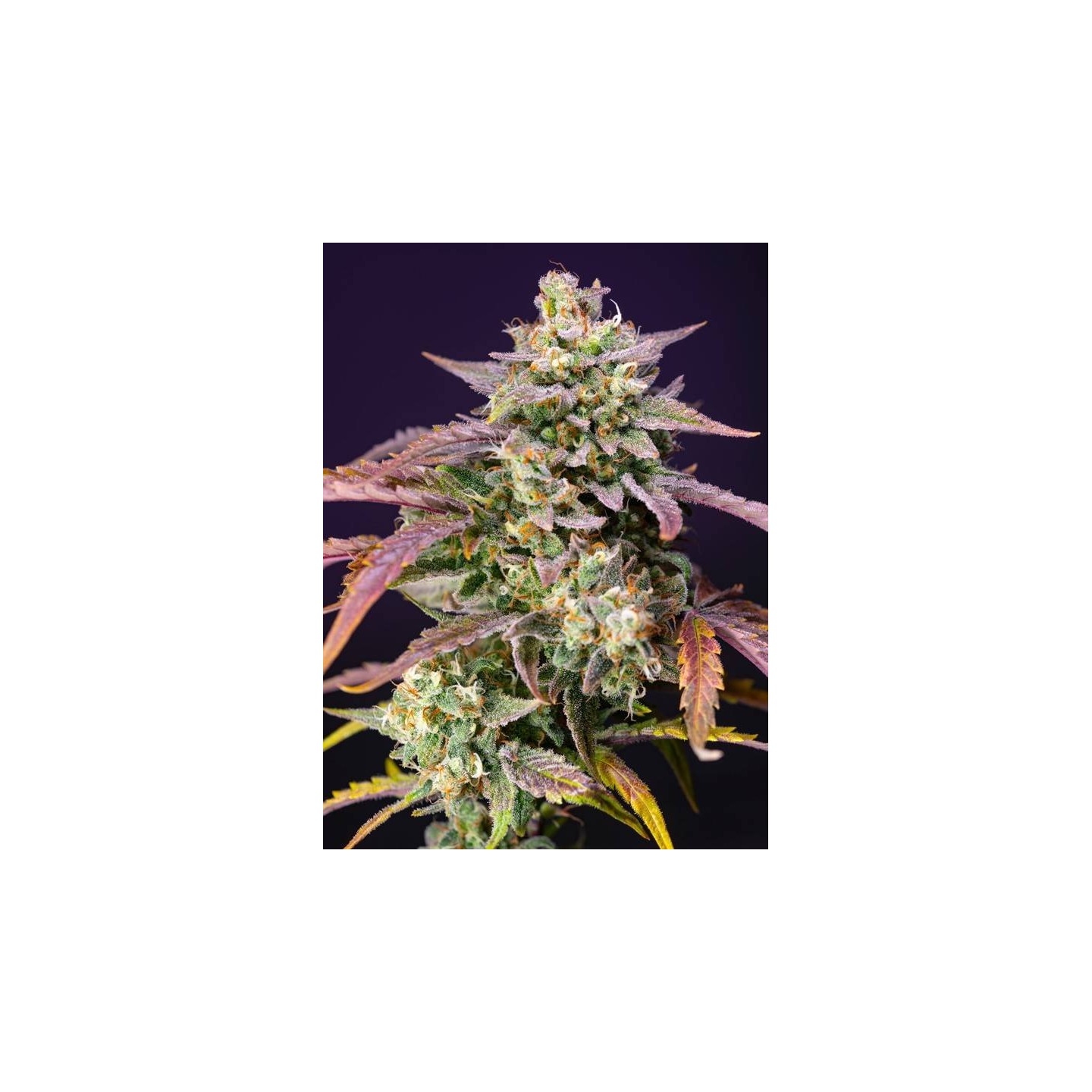 Purple Punch OG
