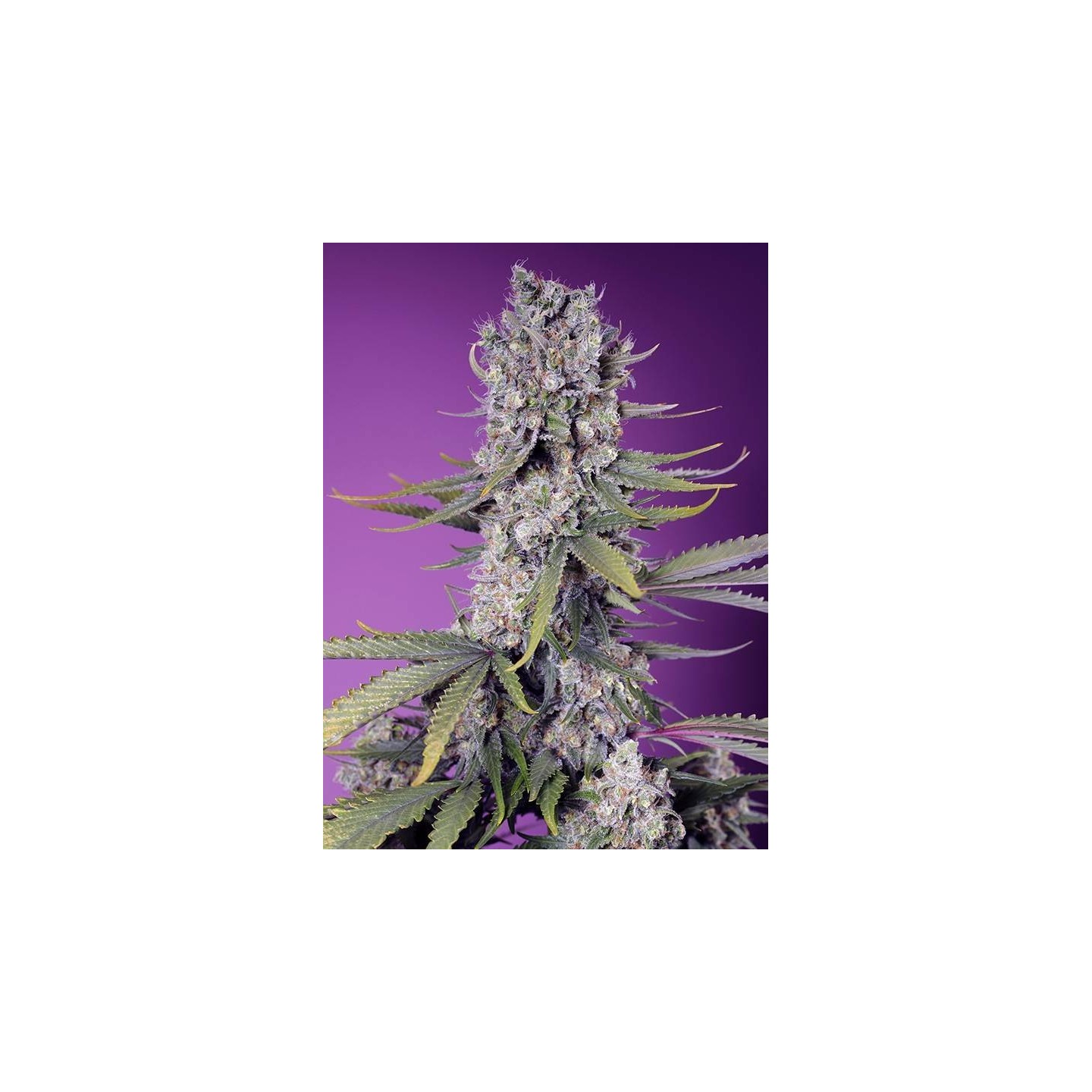 Papaya Zoap F1 Fast Version